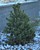Oregon Green Austrian Pine thumbnail